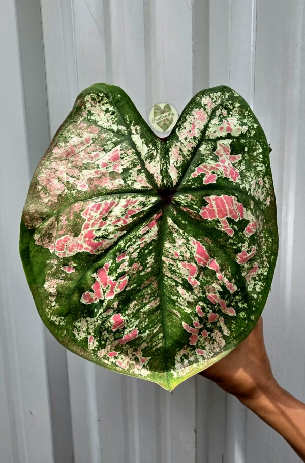 'Splash of Wine' Tri-Color Arrow-Heart Foliage | Vivid Pink Speckled Pattern with Emerald Green Veins