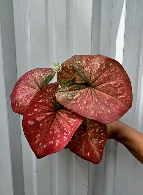 Caladium Crimson Monarch | Rare Exotic Foliage Plant