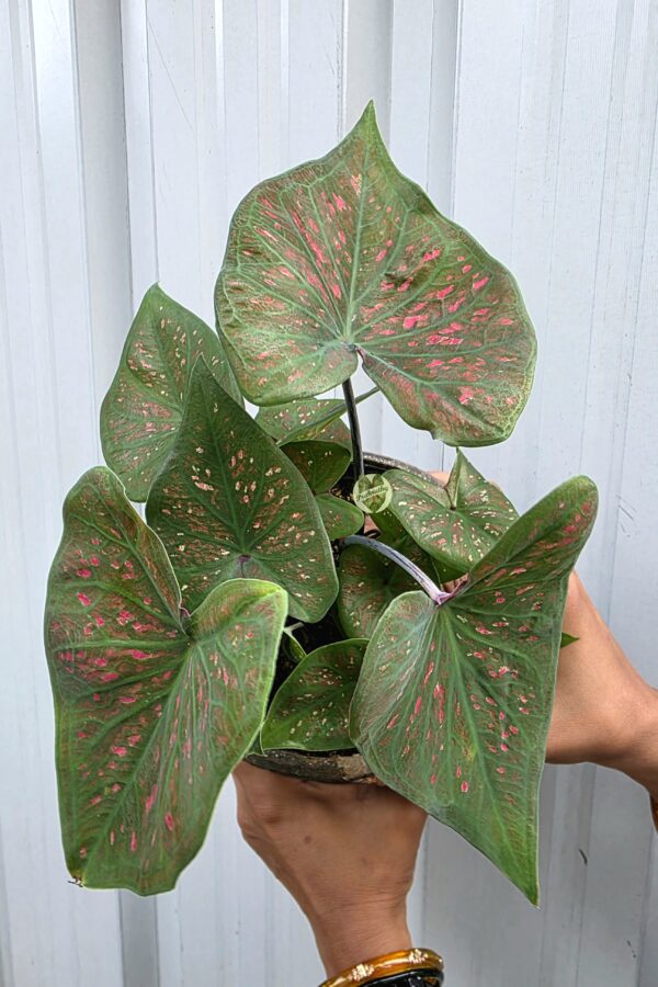 Crimson Confetti – fun and vibrant, for scattered pink speckles