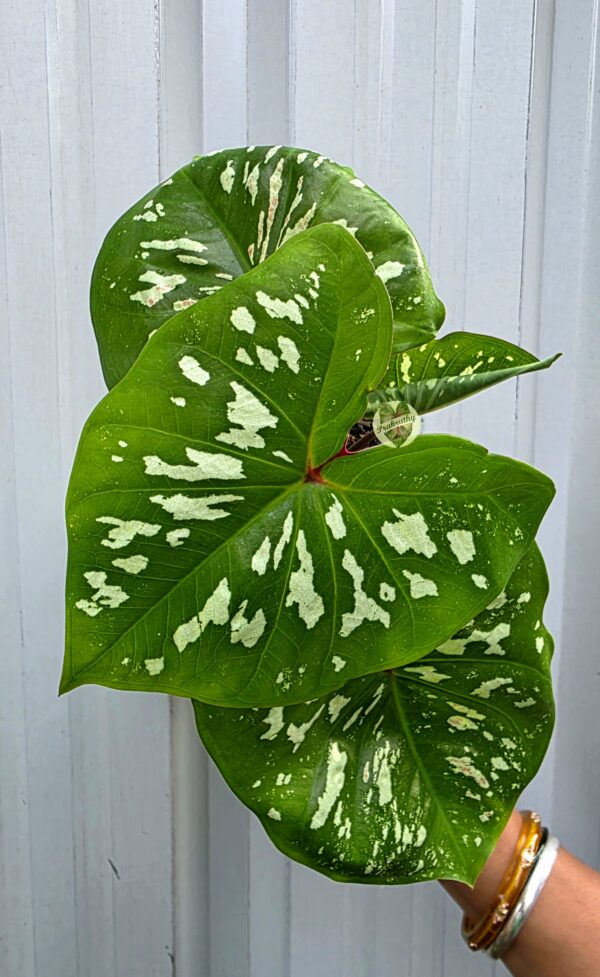 Emerald Prestige – lush and rare, highlighting green accents