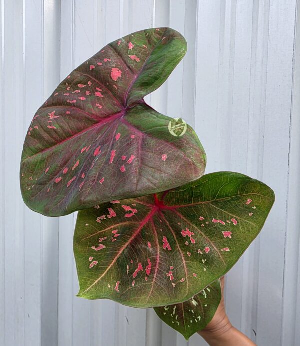 Crimson Mosaic Caladium – artistic, reflecting its patchwork of color