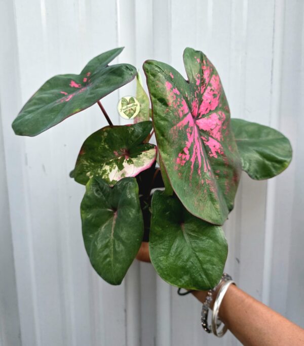 Emerald Blush Caladium – refined, highlighting the green‑pink contrast