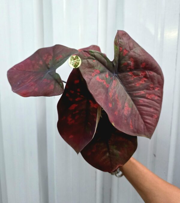 Velvet Veins – sleek and elegant, highlighting vein detail