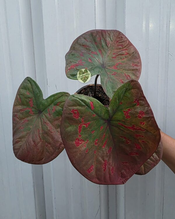 Crimson Bloom – bold and vibrant, perfect for its rich tones