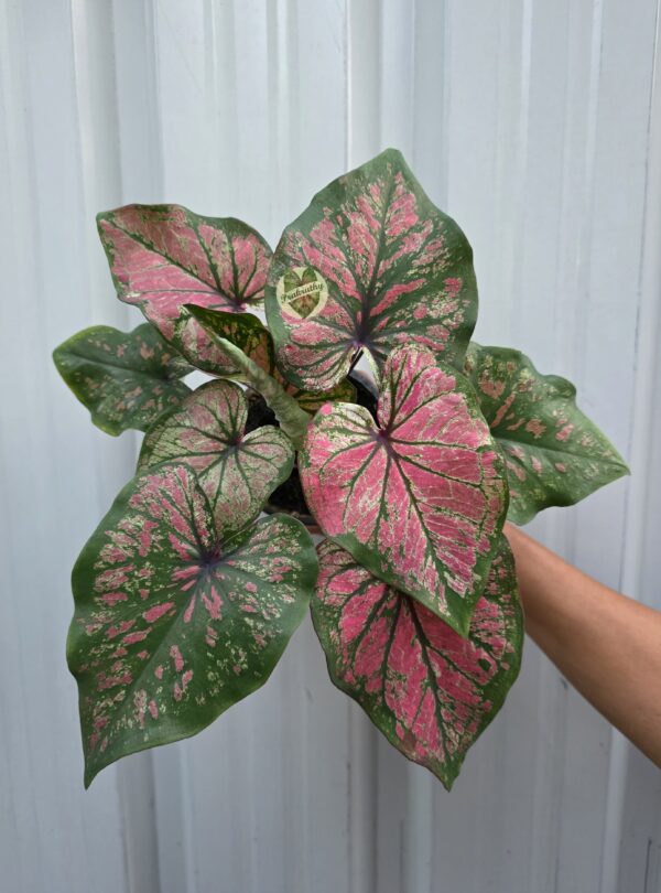 Emerald Blush – refined, blending green edges with pink accents