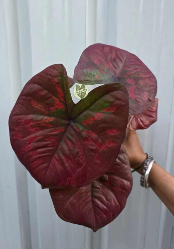 Crimson Prestige – bold, exclusive, and memorable