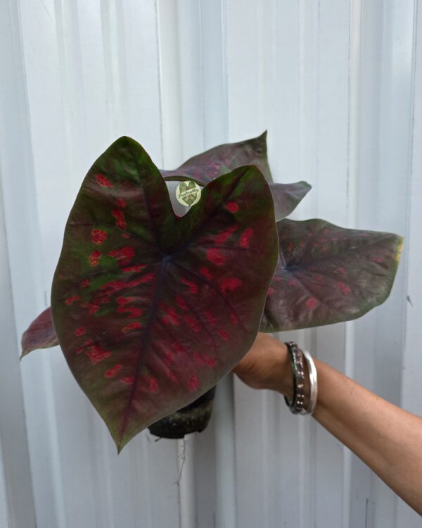 Crimson Sovereign – regal and commanding, tied to its bold red tones