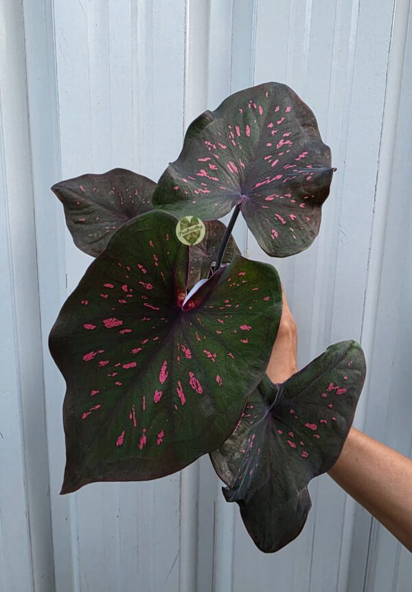 Rosé Flicker – artistic, capturing the scattered streaks of color