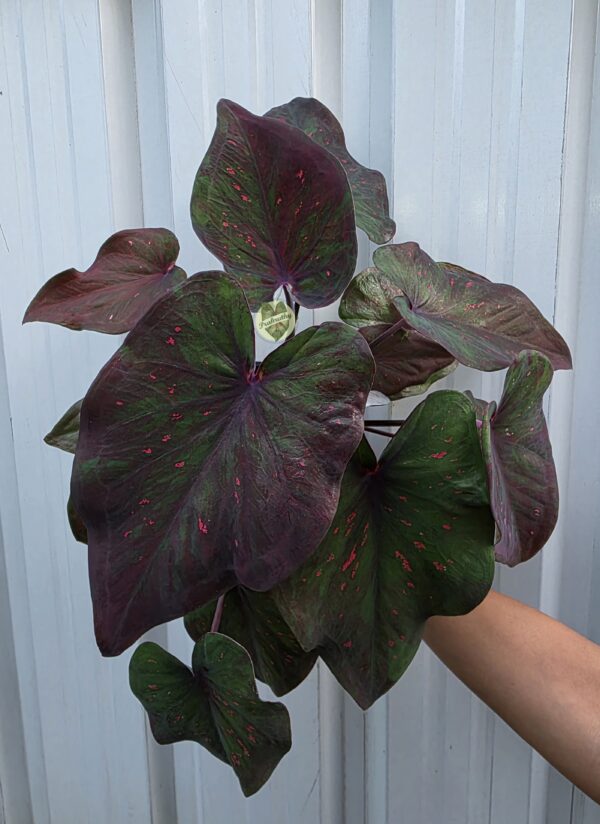 Velvet Ember – luxurious, evoking warmth and depth