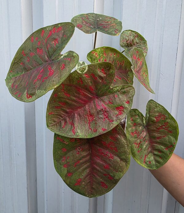 Ruby Canopy – premium, evoking richness and lush foliage