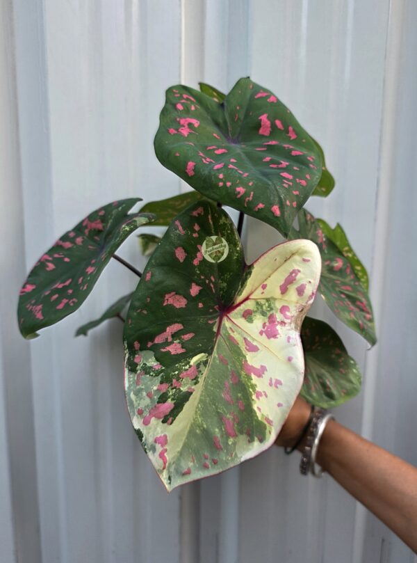 Verdant Glow – sleek, emphasizing the vibrant contrast