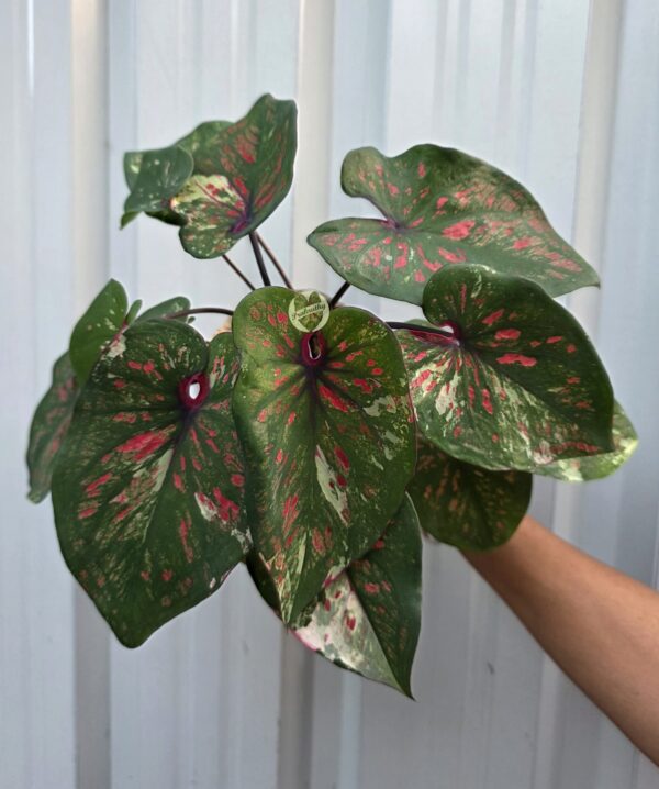 Crimson Élite – bold, exclusive, and tied to deep burgundy tones
