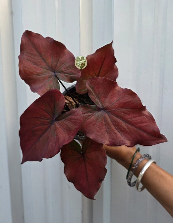 Crimson Royale – bold and regal, perfect for deep burgundy foliage