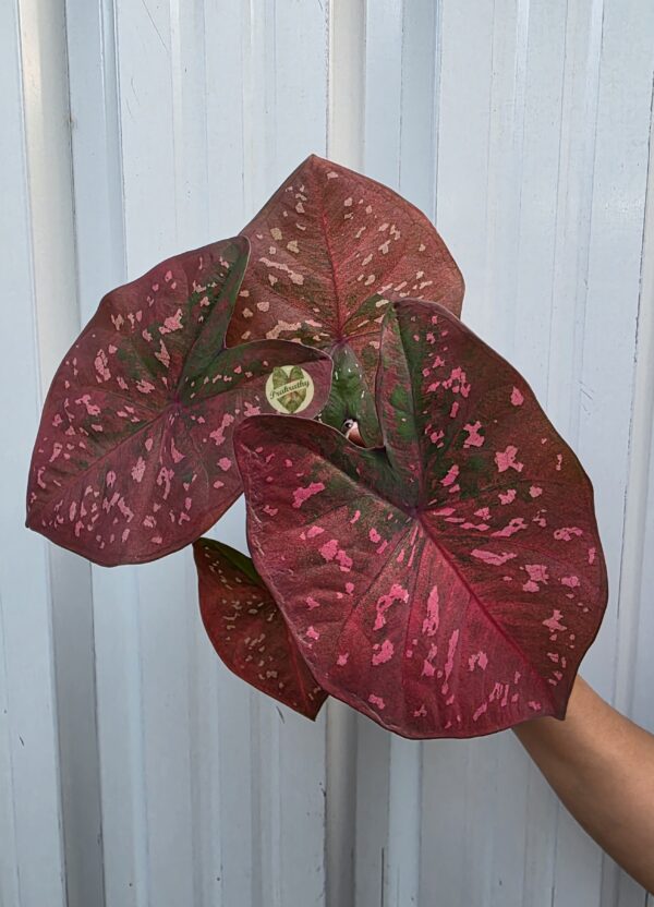 Emerald Ember – artistic, blending green patches with fiery hues