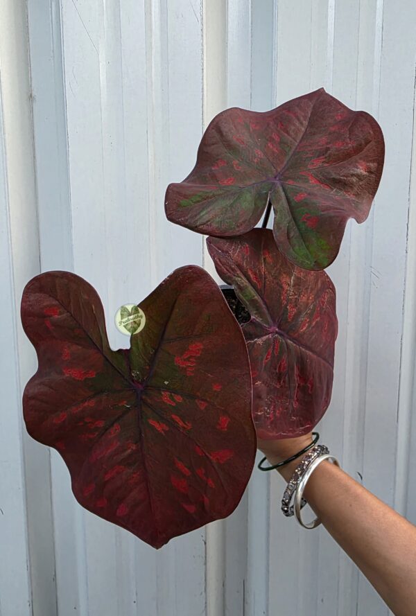 Scarlet Veins – bold and elegant, highlighting the vein detail