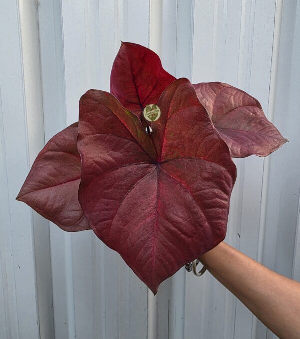 Royal Leaf – majestic and memorable, fitting for its dramatic look