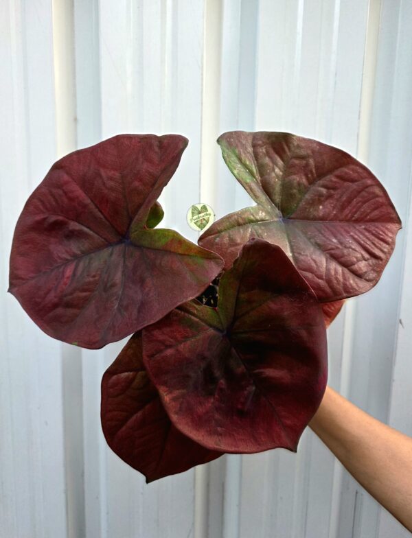 Dark Elegance – refined, ideal for a premium plant listing
