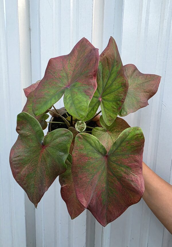 Velvet Veins – sleek and elegant, highlighting the leaf’s vein patterns