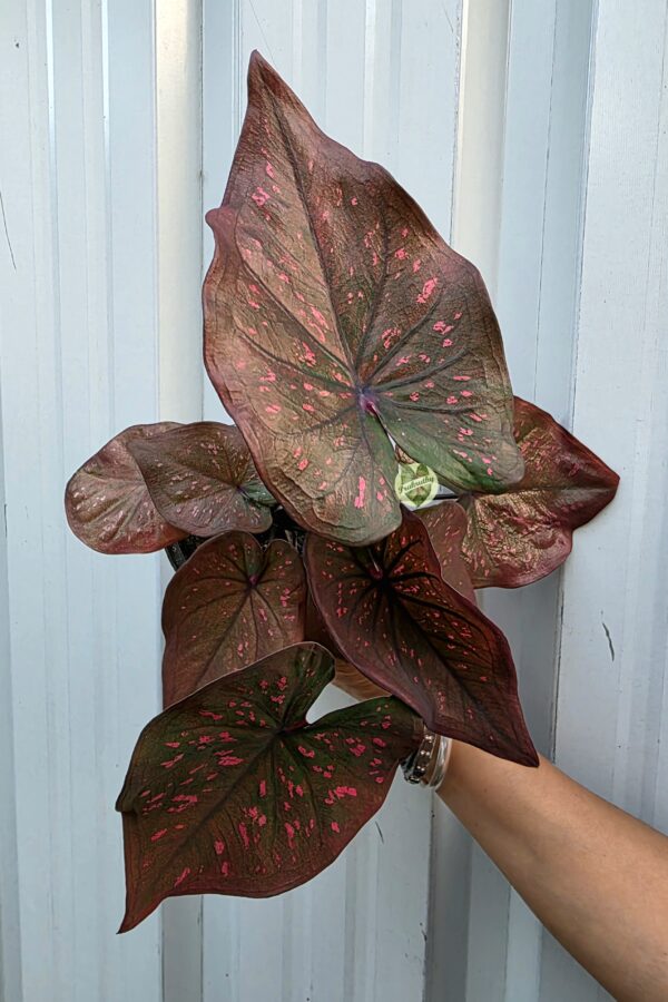 Rose Galaxy — reflective of its cosmic pink-on-dark pattern