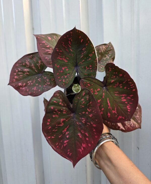 Crimson Confetti” — capturing both the rich tones and the playful pink scatter across the leaves