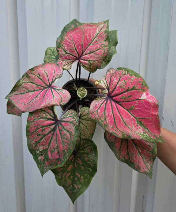Emerald Blush – refined, blending green edges with pink accents