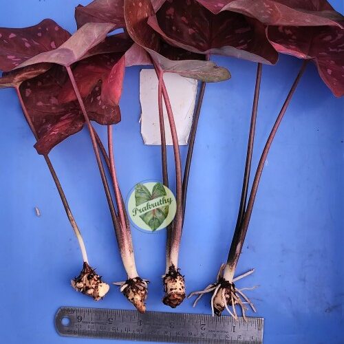 Caladium Bulbs Category