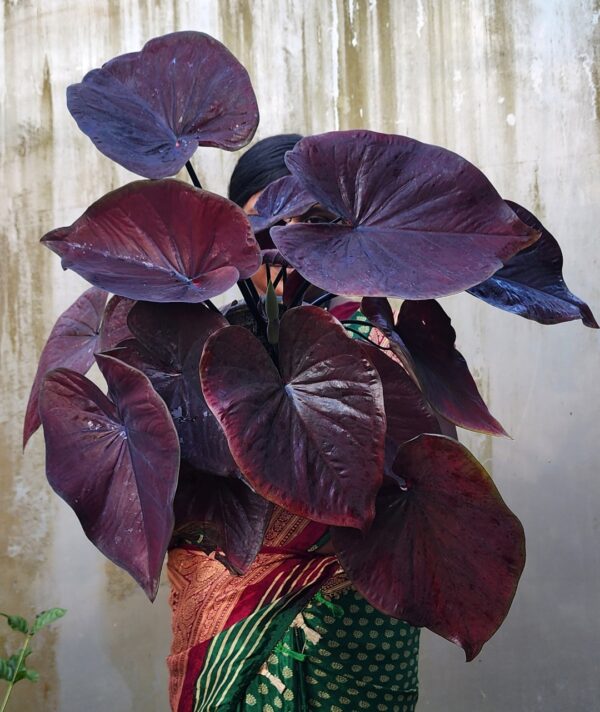 Dark Purple Black Magic Caladium Bulb