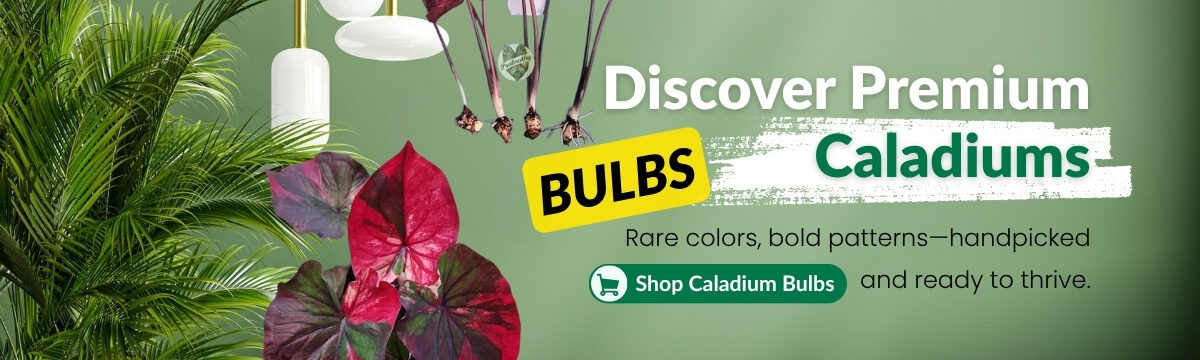 Desktop banner caladium bulbs prakruthy