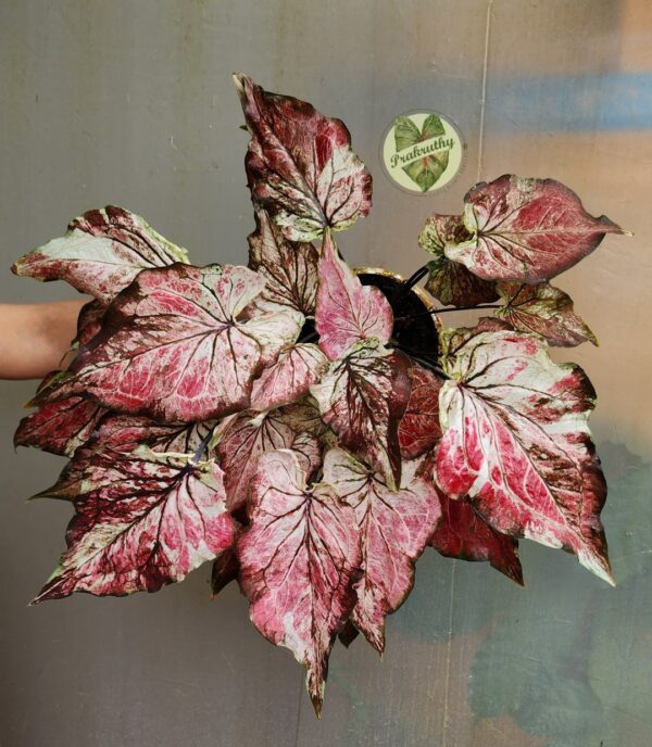 White Pink Maroon Veined Caladium Bulb