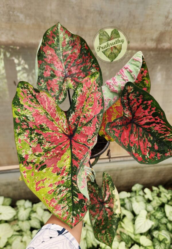 Dark Green Lime Pink Mottled Caladium Bulb
