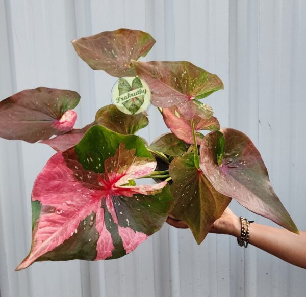 Bronze Olive Pink Variegated Caladium Bulb