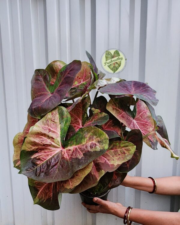 Bronze Olive Pink Mottled Caladium Bulb