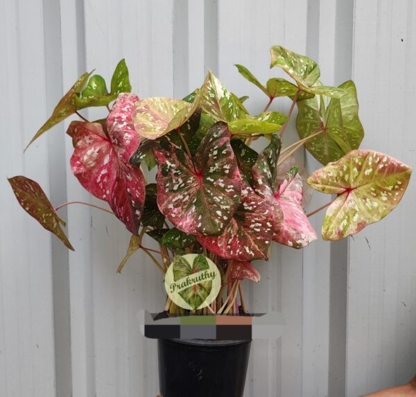 Pink Green Speckled Tricolor Caladium Bulb