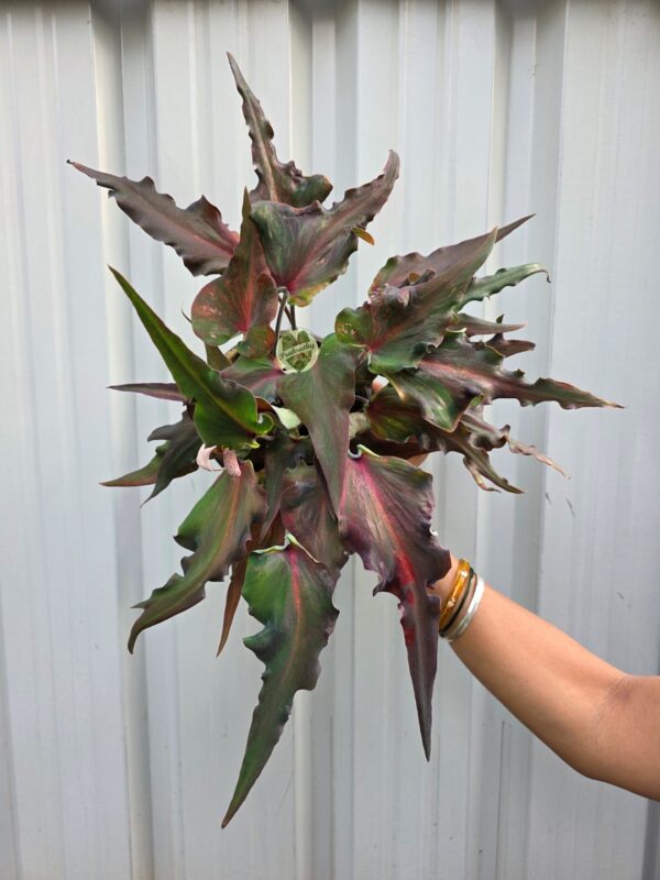 Dragon Leaf Dark Red Caladium Bulb