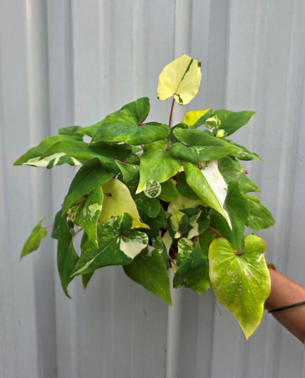 Yellow Green Variegated Caladium Bulb