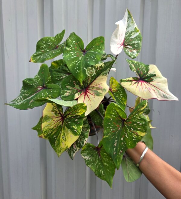 White Green Half-Moon Variegated Caladium Bulb