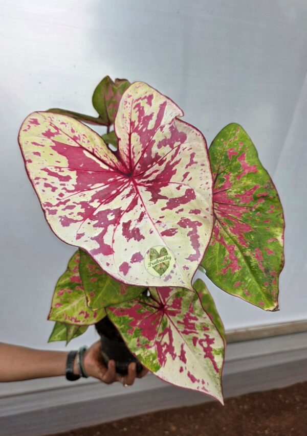 Cream Pink Splattered Caladium Bulb