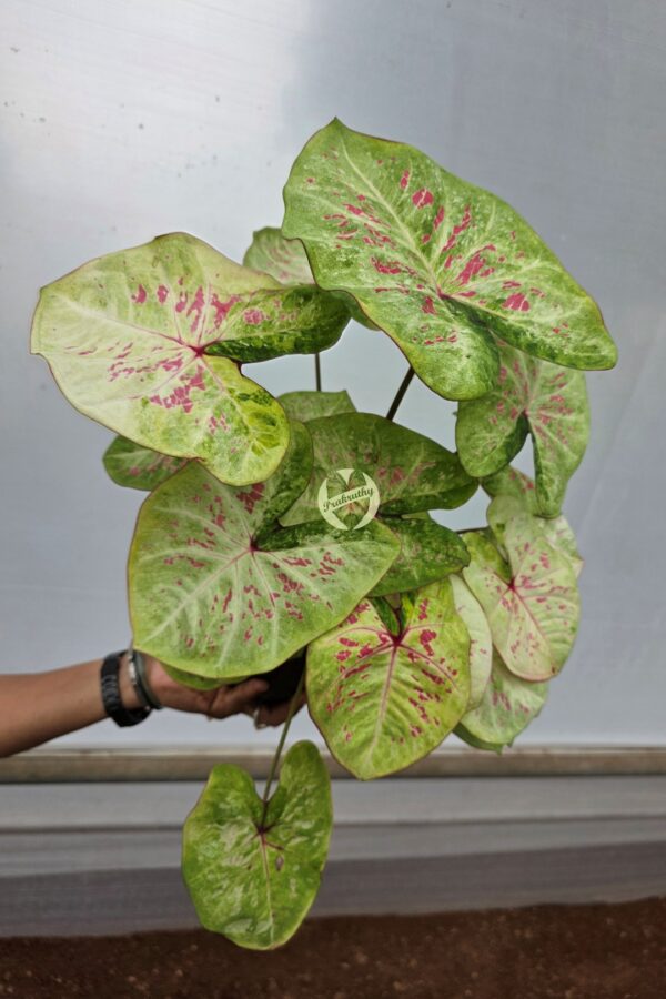 Pale Green Pink Splattered Caladium Bulb
