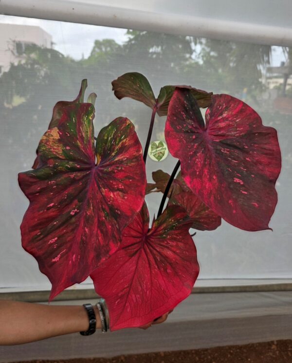 Deep Crimson Olive Speckled Caladium Bulb
