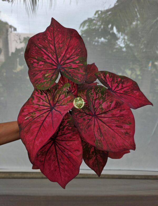 Radiant Magenta Pink Mottled Caladium Bulb