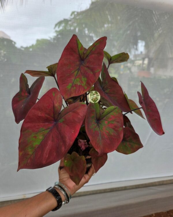 Crimson Red Green Variegated Caladium Bulb