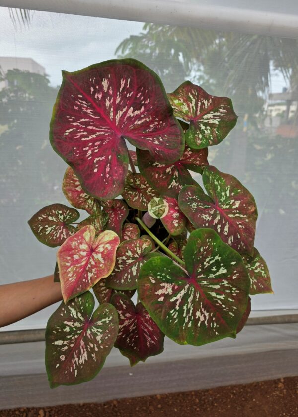 Deep Pink Cream Speckled Caladium Bulb