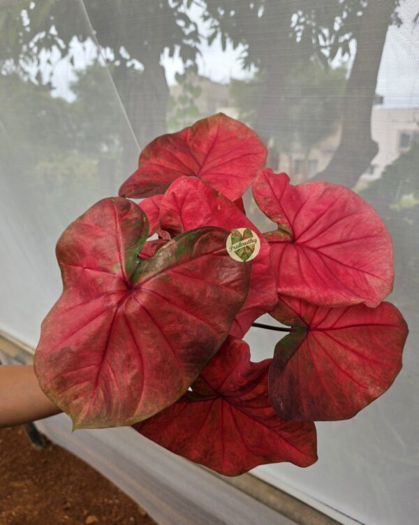 Ruby Red Olive Rimmed Caladium Bulb