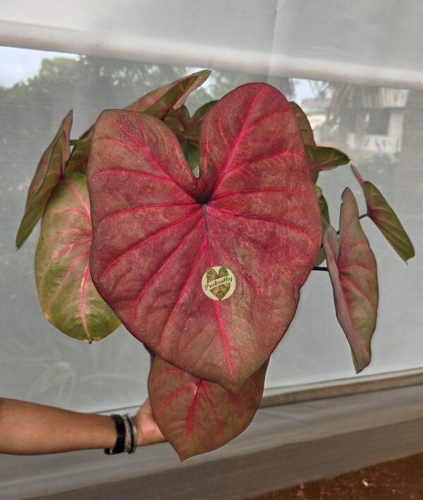 Scarlet Pink Heart Caladium Bulb
