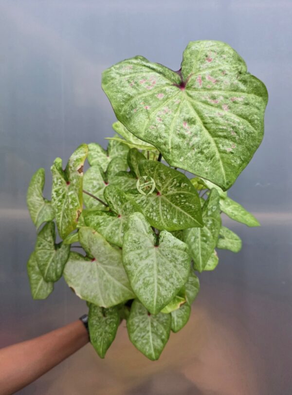 Lime Green Pink Freckled Caladium Bulb