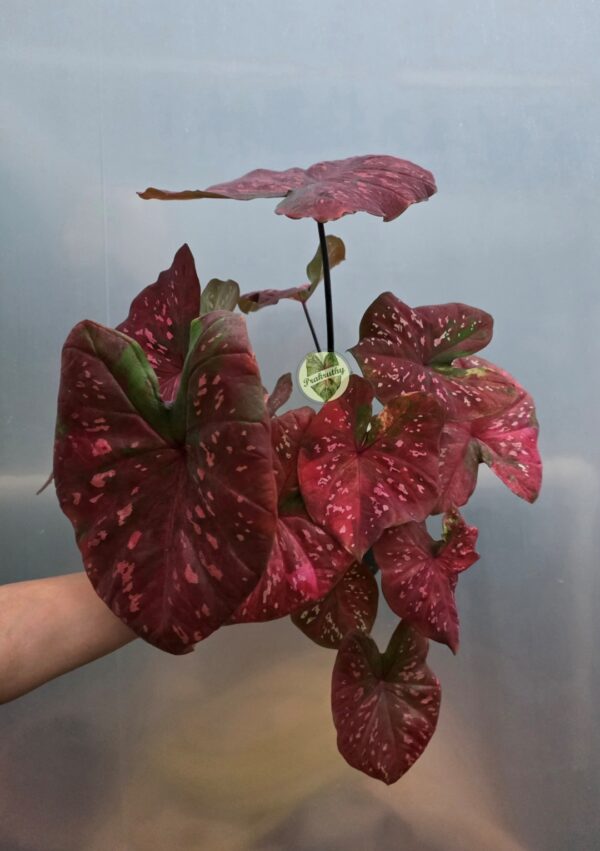 Deep Red Pink Spotted Caladium Bulb