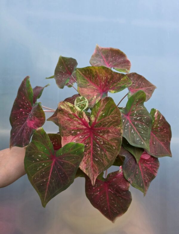 Olive Green Coral Pink Speckled Caladium Bulb