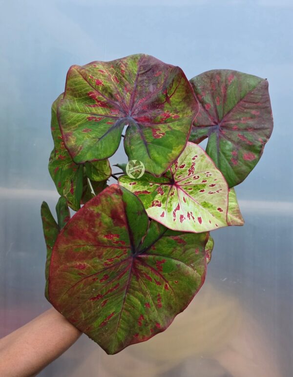 Green Cream Crimson Splash Caladium Bulb
