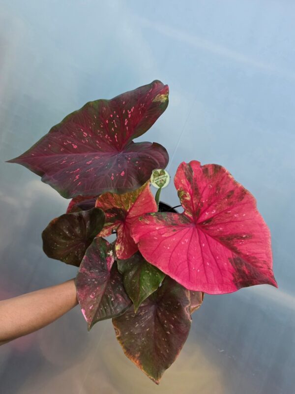 Hot Pink Dark Maroon Variegated Caladium Bulb