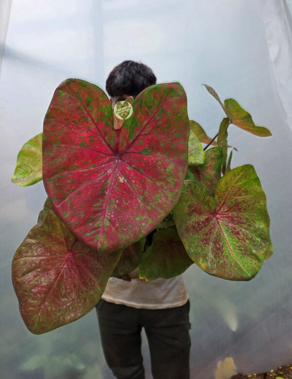 Ruby Red Green Speckled Caladium Bulb